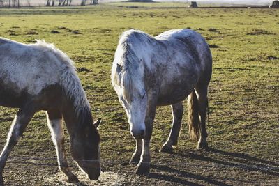 Horses on field during sunny day