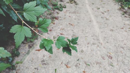 High angle view of small plant growing on land