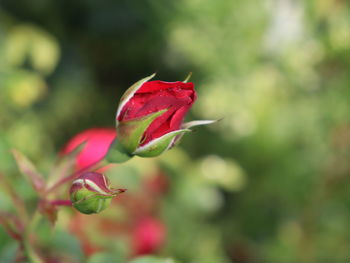 Close-up of red rose