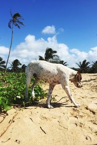 Dog on beach sand against sky