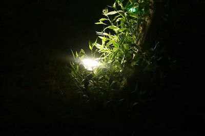 Plants in dark dark dark