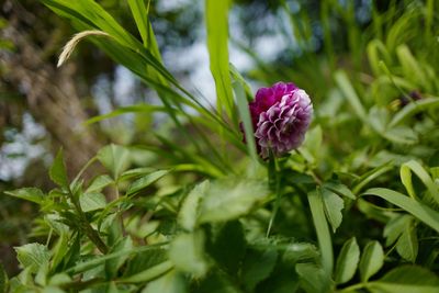 Close-up of purple flowers