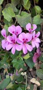 Close-up of pink flowering plant