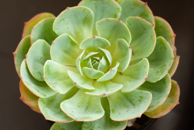 Close-up of succulent plant