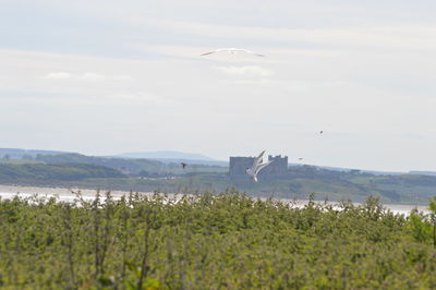 View of birds flying over land