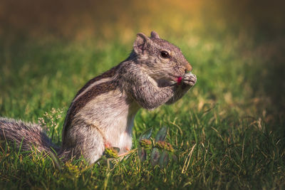 Close-up of squirrel on field