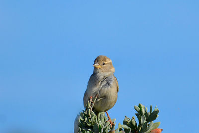 Low angle view of bird perching against clear blue sky