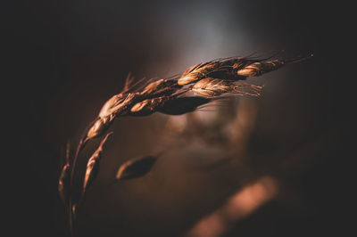 nature