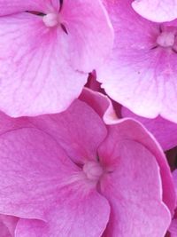 Close-up of pink flower