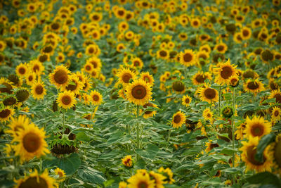 Close-up of sunflowers on field