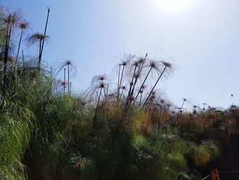 Low angle view of plants against clear sky