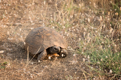 Turtle in a field