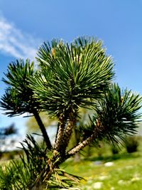 Low angle view of pine tree against sky