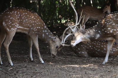 Axis deer fighting on field