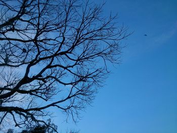 Low angle view of bare tree against blue sky