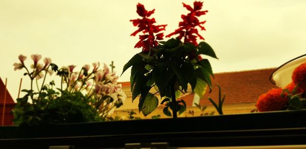 Close-up of red flowering plant against clear sky