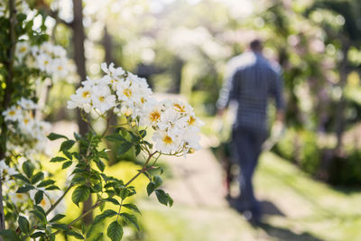 Close-up of flowers blooming at community garden while man walking in background