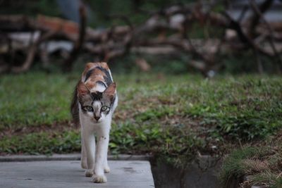 Portrait of cat walking on field