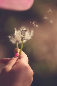 Cropped hand of woman holding dandelion seed