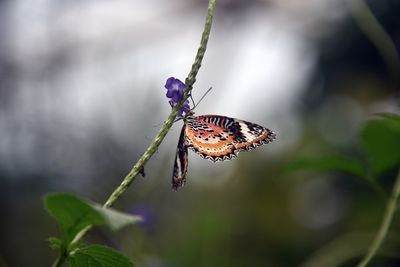 Close-up of butterfly on plant