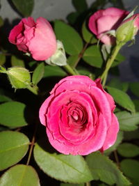 Close-up of pink rose blooming outdoors