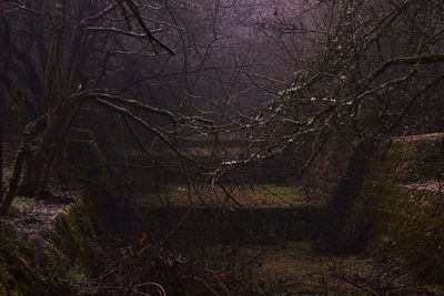 Bare trees in the dark