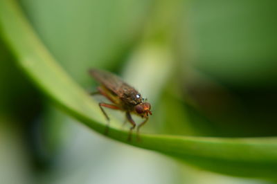 Close-up of insect on leaf