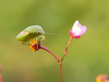 Close-up of insect on flower