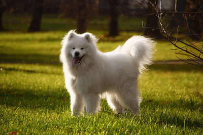 White dog on field