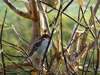 Close-up of bird perching on branch