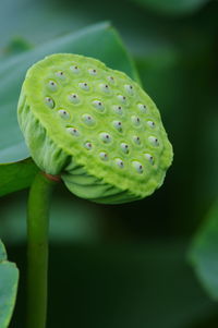 Close-up of green plant