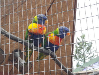 Close-up of parrot in cage