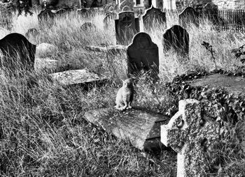 Cat in old cemetery