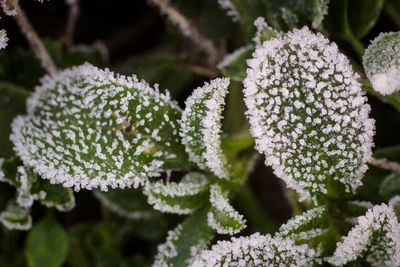 Close-up of white flowers
