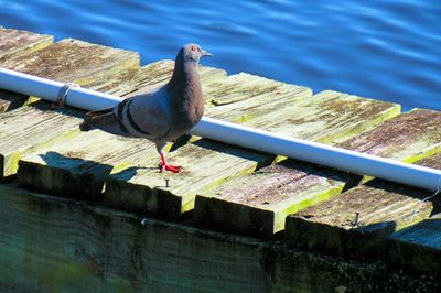 Bird perching on wood