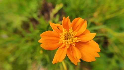 Close-up of orange flower