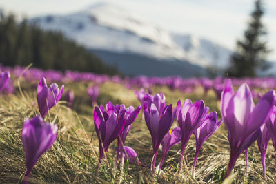 Close-up of purple crocus blooming on field