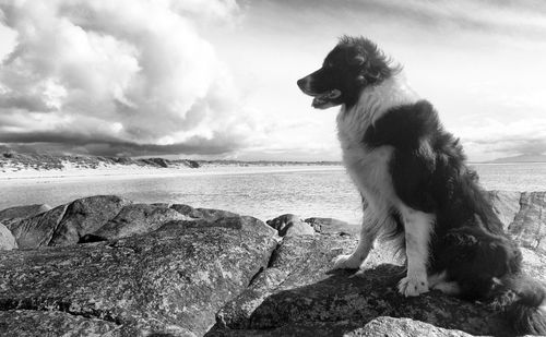 Dog sitting on rock by sea against sky