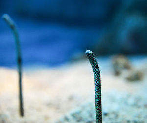 Close-up of eel in sea