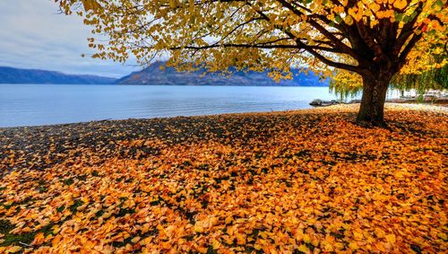 Fallen leaves at lakeshore during autumn