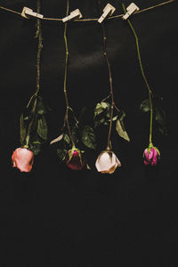 Close-up of potted plant hanging against black background