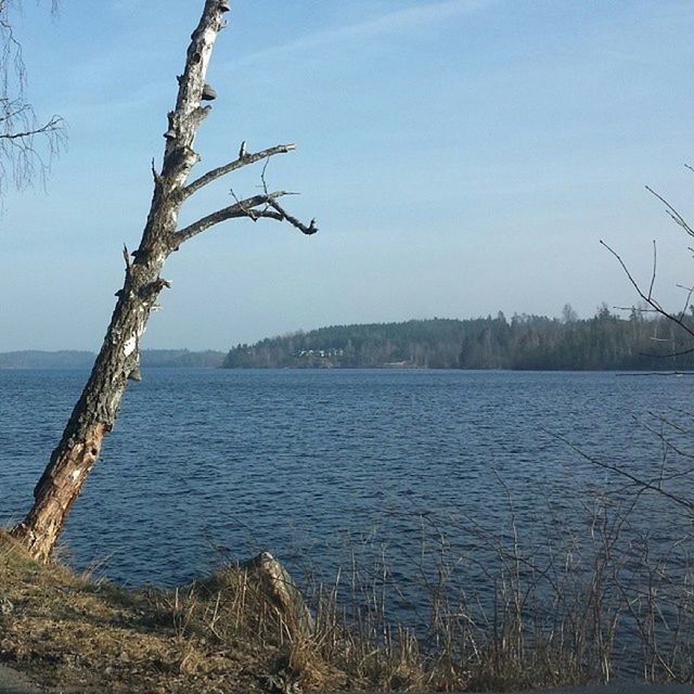 water, tranquility, tranquil scene, tree, nature, scenics, beauty in nature, lake, blue, branch, bare tree, sky, clear sky, sea, lakeshore, growth, day, idyllic, outdoors, plant