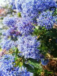 Close-up of purple flowers