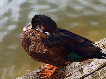 Close-up of bird perching on wood