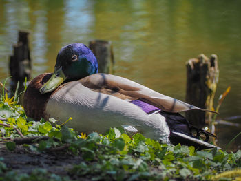 Close-up of mallard duck