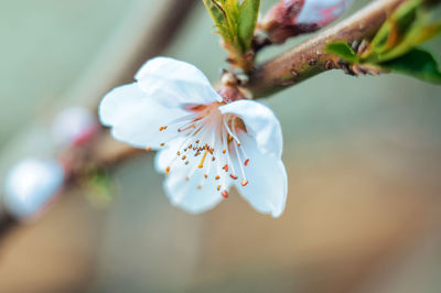 Flowering branches of apple trees in early spring. flowers on a fruit tree in the garden.