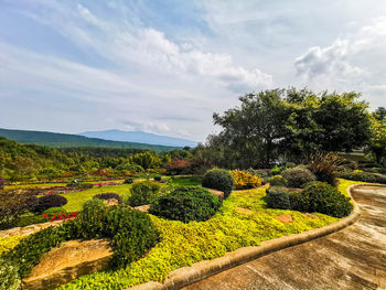 Plants growing on land against sky