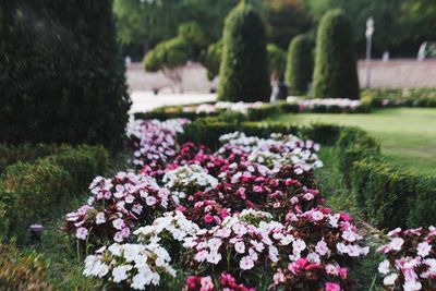 Close-up of pink flowering plants in park