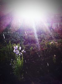 Purple flowering plants on field