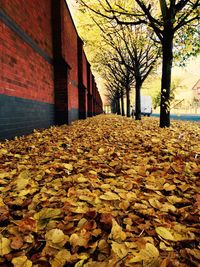 Autumn leaves in park